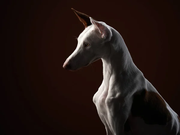Hund auf schwarzem Hintergrund im Studio. Schlanker spanischer Windhund, podenko ibitsenko — Stockfoto