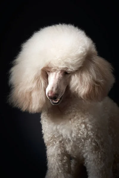 Retrato de un caniche blanco. perro sobre fondo negro — Foto de Stock