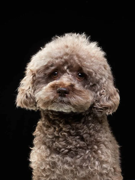 Söt lockig chokladpudel. Hunden är som en leksak. Vackert husdjur — Stockfoto