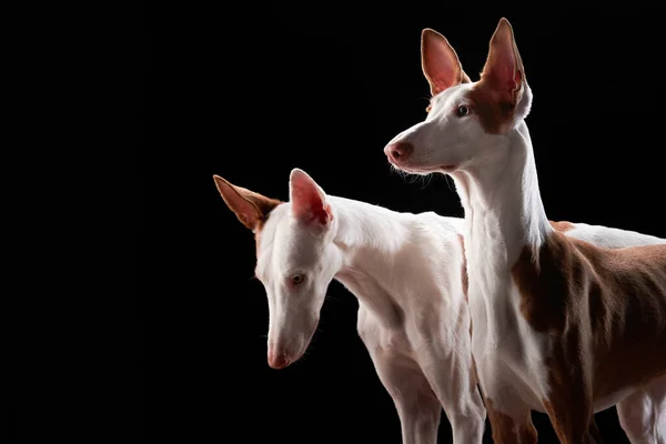 Zwei Hunde auf schwarzem Hintergrund im Studio. Schlanker spanischer Windhund, podenko ibitsenko — Stockfoto