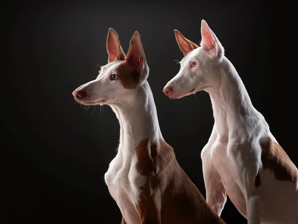 Zwei Hunde auf schwarzem Hintergrund im Studio. Schlanker spanischer Windhund, podenko ibitsenko — Stockfoto
