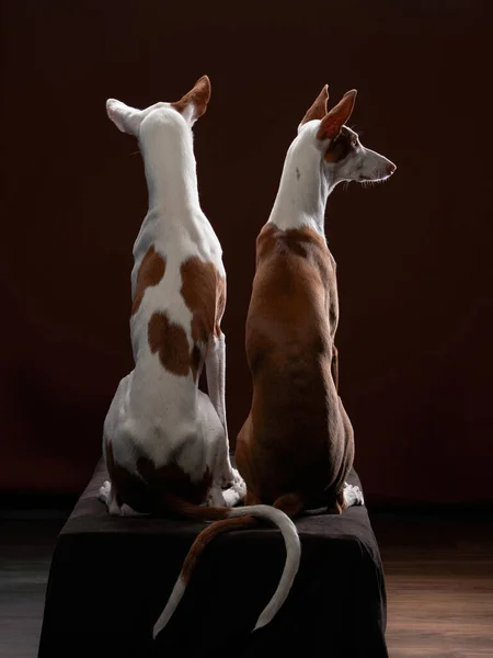 Deux chiens sur fond noir en studio. Slim lévrier espagnol, podenko ibitsenko — Photo