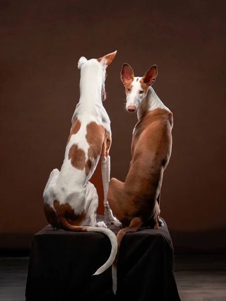 Deux chiens sur fond noir en studio. Slim lévrier espagnol, podenko ibitsenko — Photo