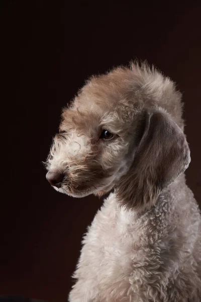 White Bedlington. retrato de perto de um cão. Encantador animal de estimação — Fotografia de Stock