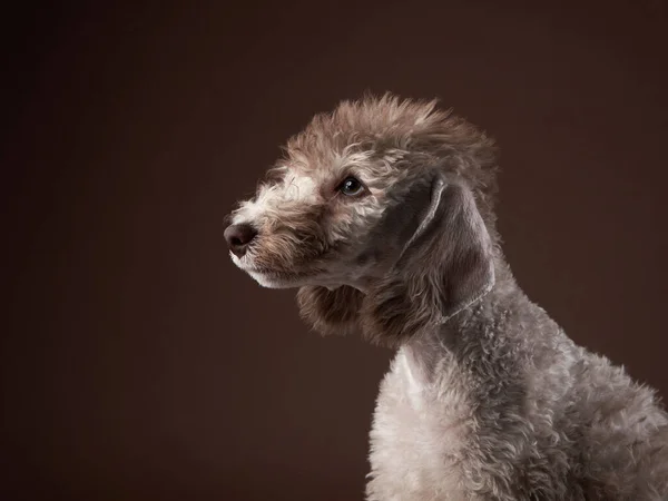 White Bedlington. close-up portrait of a dog. Charming pet — Stock Photo, Image