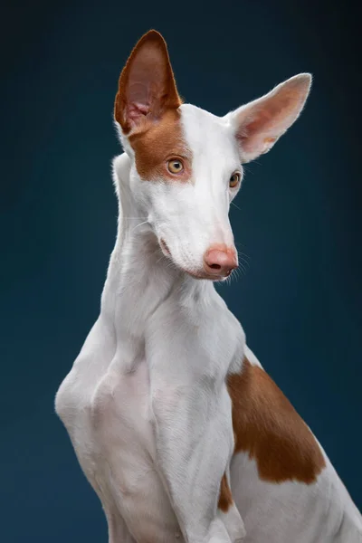 Perro sobre un fondo negro en el estudio. Slim galgo español, podenko ibitsenko —  Fotos de Stock