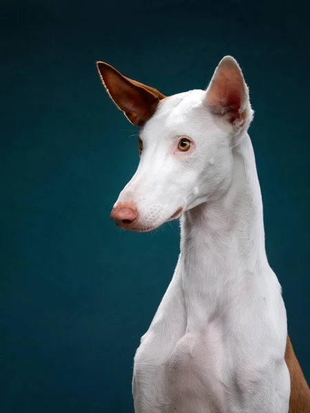 Hund auf schwarzem Hintergrund im Studio. Schlanker spanischer Windhund, podenko ibitsenko — Stockfoto