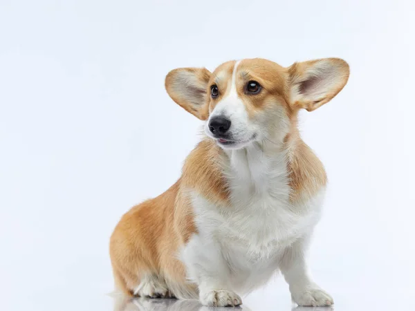 Portrait of a dog on a white background. Smiling Corgi. Pet in the studio. — Stock Photo, Image