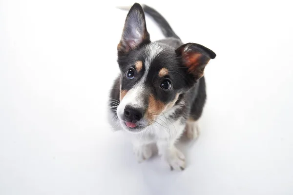 Funny border collie puppy. The dog is grinning, playing — Stock Photo, Image