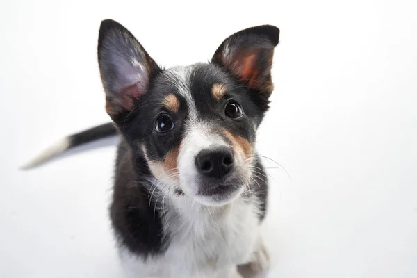 Śmieszny szczeniaczek collie. Pies się uśmiecha, bawi. — Zdjęcie stockowe