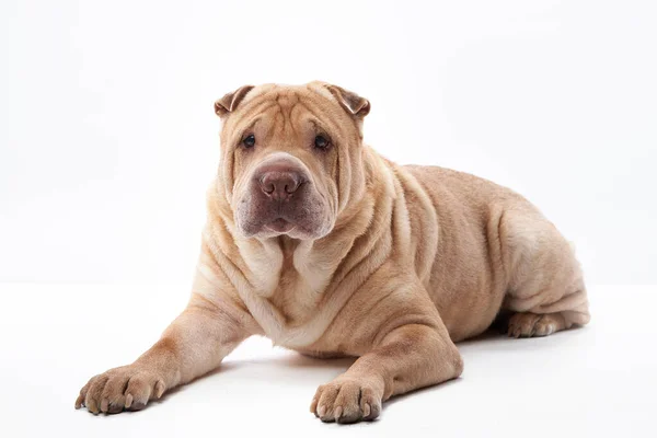 Shar Pei pes na bílém pozadí — Stock fotografie