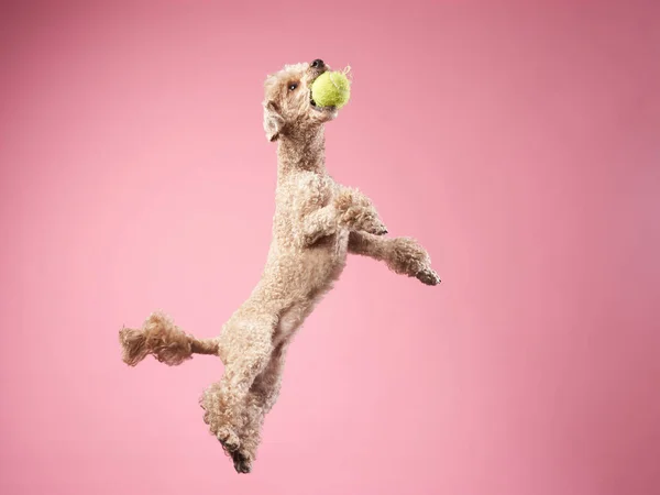 Divertente salto attivo del cane. felice barboncino su sfondo rosa — Foto Stock