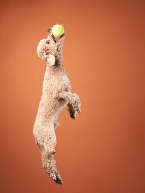 Komik aktif köpek atlayışı. Kırmızı arka planda mutlu bir kaniş