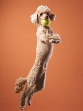 Komik aktif köpek atlayışı. Kırmızı arka planda mutlu bir kaniş