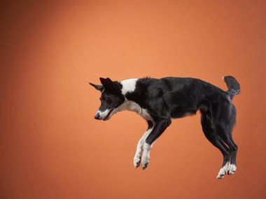 Komik aktif köpek atlayışı. Renkli bir arka planda mutlu kaniş