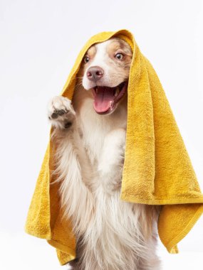 Köpek üstüne köpek. Sarı havlulu bir çoban köpeği. Hayvan yıkama.