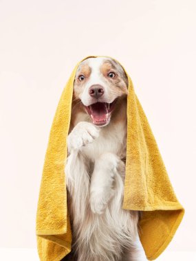 Köpek üstüne köpek. Sarı havlulu bir çoban köpeği. Hayvan yıkama.
