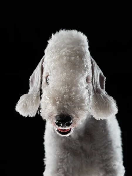 White Bedlington. retrato de cerca de un perro. Encantadora mascota —  Fotos de Stock