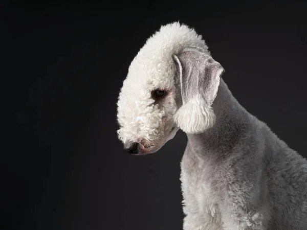 White Bedlington. retrato de cerca de un perro. Encantadora mascota —  Fotos de Stock