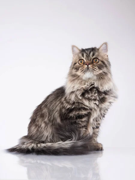 Scottish tabby katt på en ljus bakgrund. — Stockfoto