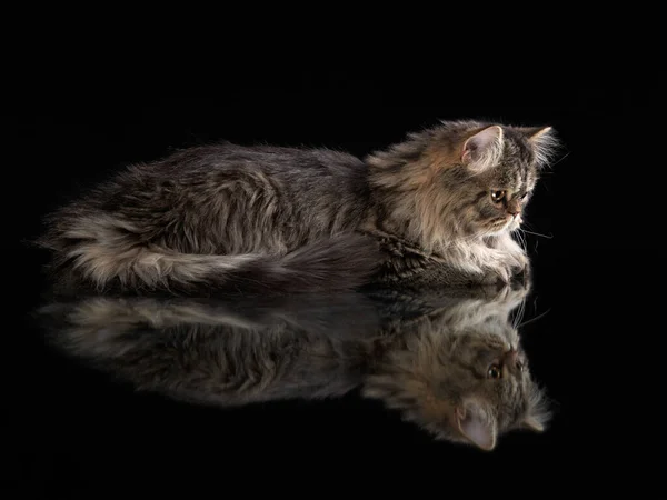 Scottish tabby cat on a light background. — Stock Photo, Image