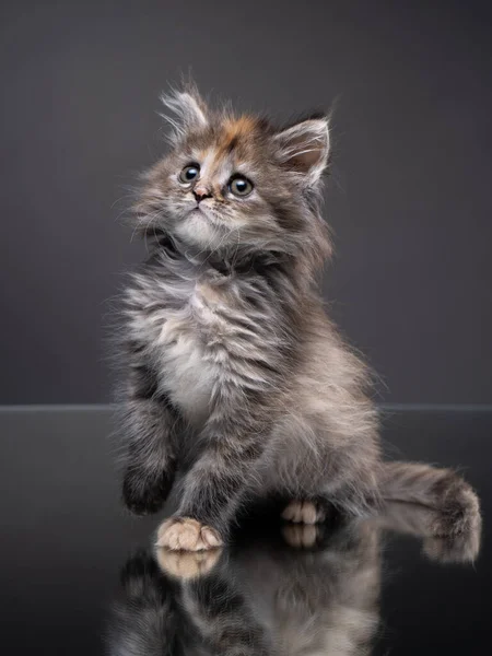 Maine Coon kitten on a gray background. Cat in the studio — Stock Photo, Image