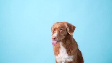 Toller köpeği dudaklarını yalıyor. Yavaş çekim. Mavi arka planda Nova Scotia Duck Tolling Retriever. 