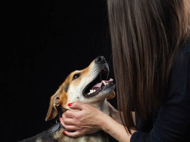 Köpeği kocaman güzel gözlerle karıştır. Stüdyoda hayvan