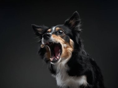 Köpek homurdanır. Bir çoban köpeğinin namlusundaki komik ifade