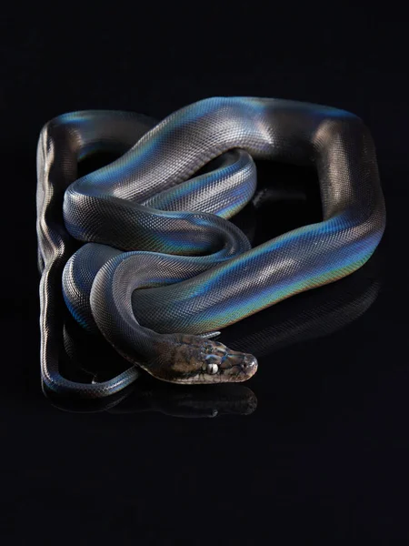 Siyah arkaplanda retiküle edilmiş Python — Stok fotoğraf