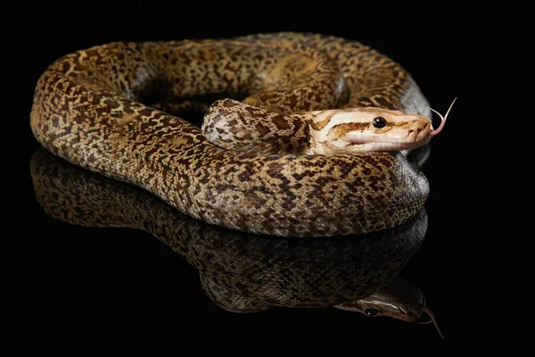 Schlange auf schwarzem Hintergrund. Teppichpython. — Stockfoto