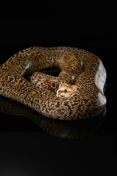 黑色背景上的蛇。Carpet python. — 图库照片