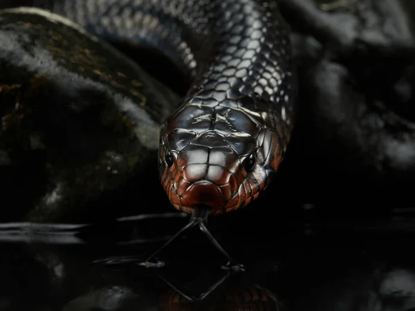 Drymarchon snake on the background of cameos, fog — Stock Photo, Image