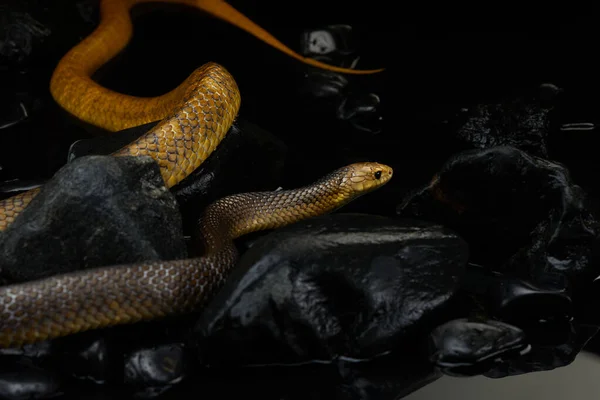 Drymarchon serpente no fundo de cameos, nevoeiro — Fotografia de Stock