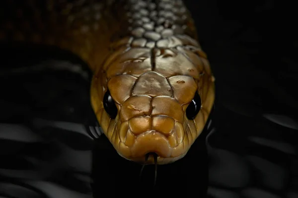 Drymarchon змея на фоне камео, тумана — стоковое фото
