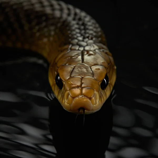 Drymarchon serpente no fundo de cameos, nevoeiro — Fotografia de Stock