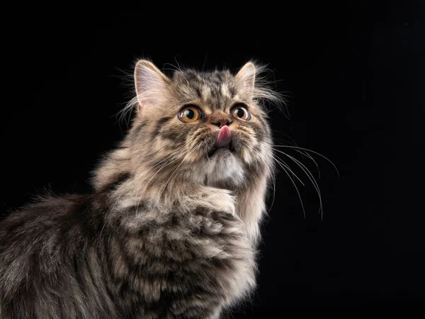 Scottish tabby cat on a light background. — Stock Photo, Image