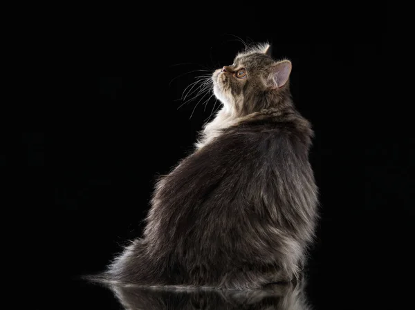 Scottish tabby cat on a light background. — Stock Photo, Image