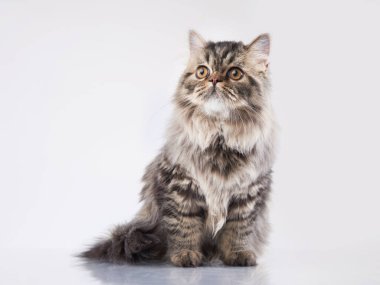 Hafif arkaplanda İskoç tekir kedisi. 