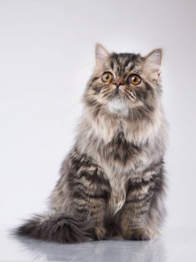 Hafif arkaplanda İskoç tekir kedisi. 