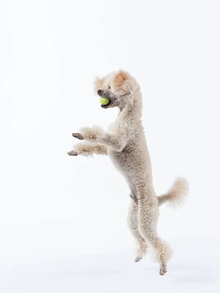 Divertido salto activo del perro. caniche feliz sobre fondo rosa —  Fotos de Stock