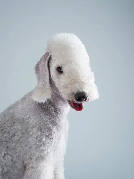 White Bedlington. close-up portrait of a dog. Charming pet Stock Photo