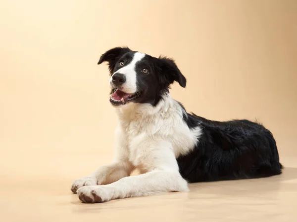 வேடிக்கையான நாய். மகிழ்ச்சியான Border Collie வளைவு வாயில் — ஸ்டாக் புகைப்படம்