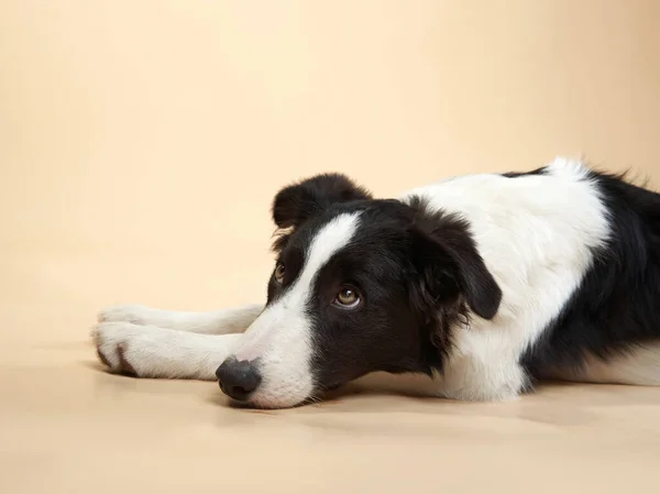 Funny dog. Happy Border Collie curve muzzle — Stock Photo, Image