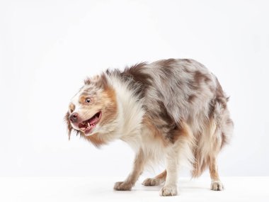 Komik köpek. Mutlu Sınır Collie eğrisi ağızlık