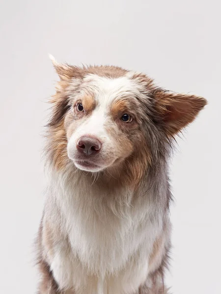 Śmieszny pies. Happy Border Collie krzywa pysk — Zdjęcie stockowe