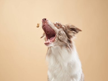 Köpek yiyecek yakalar. Anlamlı mermer Border Collie. komik hayvan.