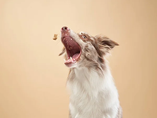 Pes chytá jídlo. expresivní mramorová hraniční kolie. vtipný mazlíček — Stock fotografie
