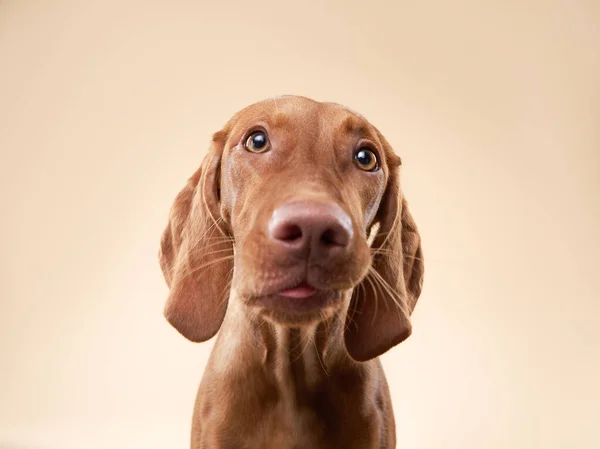 Zabawny pies pokazuje język. Węgierski vizsla w studio — Zdjęcie stockowe