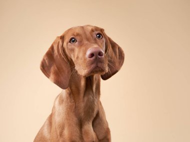 Komik köpek dilini gösteriyor. Macar Vizsla stüdyoda